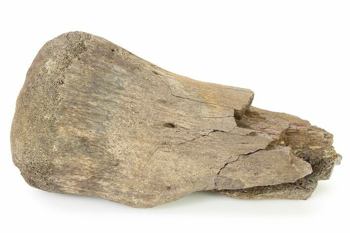 Fossil Hadrosaur (Edmontosaurus?) Appendage Bone - Montana #316407